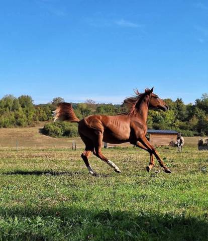 Cheval arabe Akhiran Al Cluzeaux DSA 75%