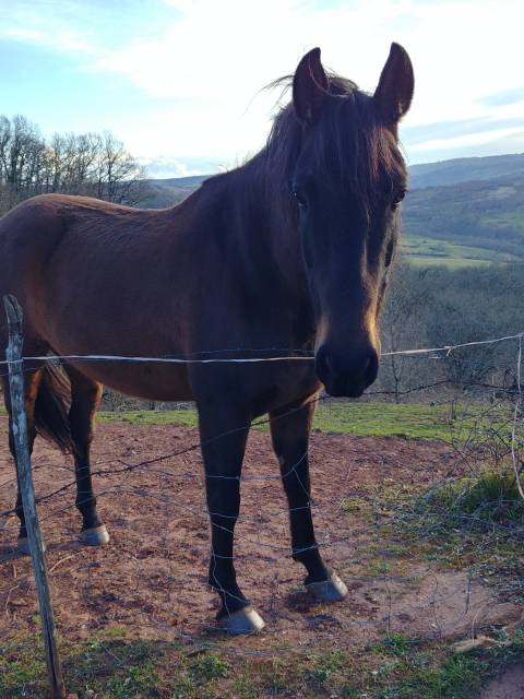 Cheval PRE 8 ans