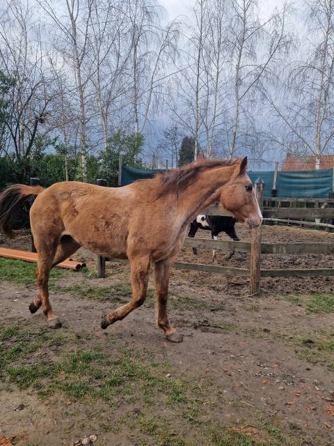 Poulinière appaloosa 