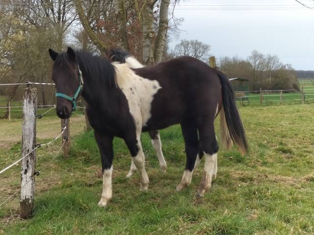 Vends cheval OC paint 3500€