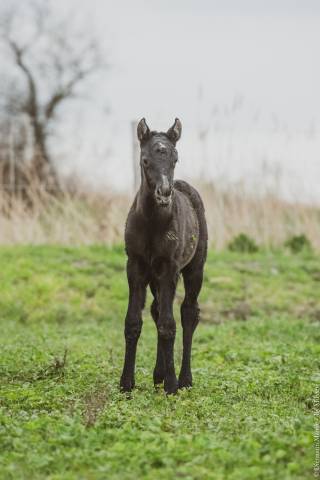 Pouliche Pur sang lusitanien 
