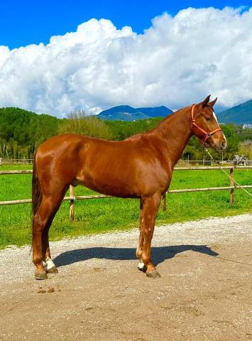 Cheval Hongre alezan