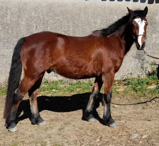 HONGRE CONNEMARA 4 ANS