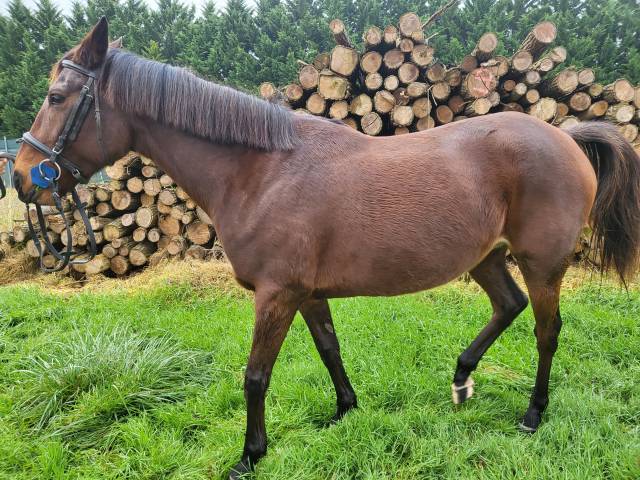 jument CSO et loisir 9 ans