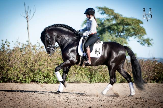 Magnifique Cheval Pure Race Espagnole noir