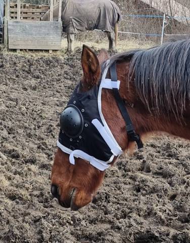 Masque ophtalmique Cheval