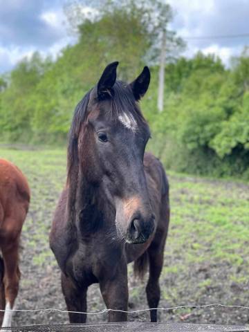 2 ans (Conthargos*Kannan*PalestroII)