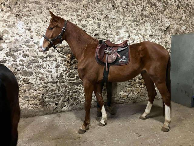 Hongre 4 ans ( Armitages boy* Tinka's boy *Quidam)