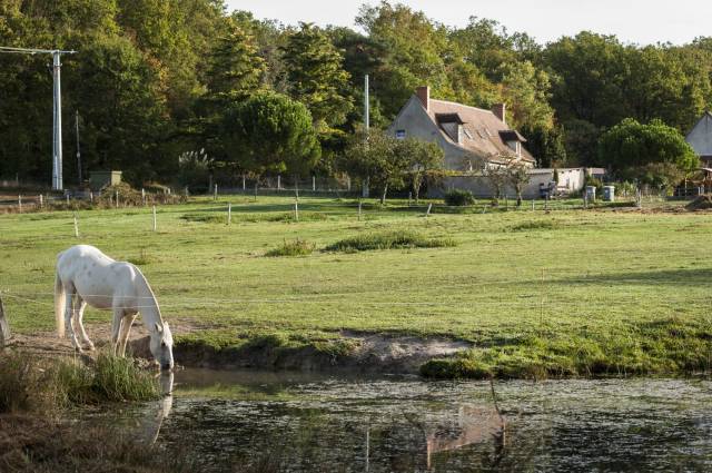 Charmante Propriété Équestre et Agricole  17,2 ha