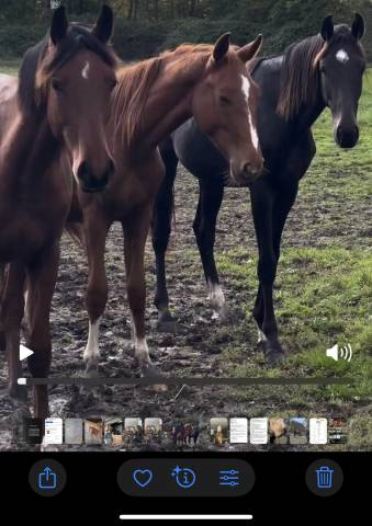 2 ans ( Emerald* Chacco blue)