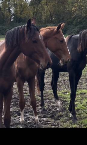 2 ans ( Emerald* Chacco blue)