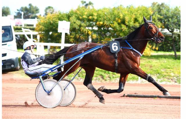 Étalon à vendre Bingo d’attaque