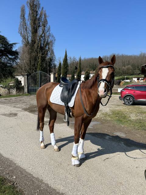 Recherche DP sur ma jument Bella 