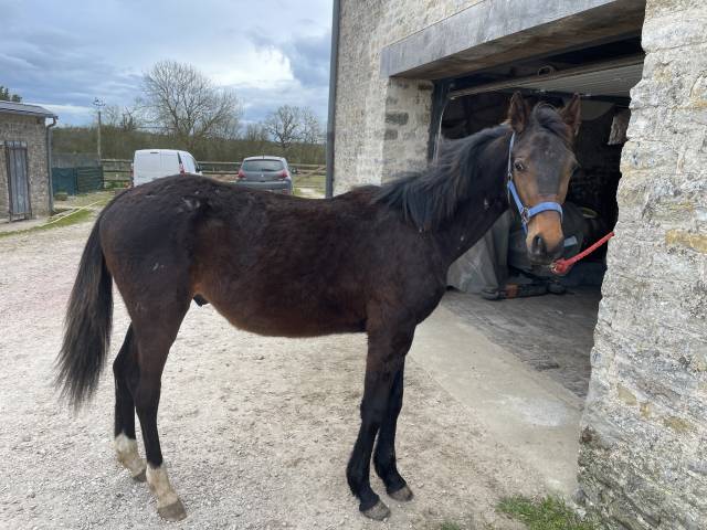 À vendre poulain trotteur français 