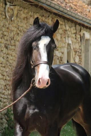 Entier welsh dressage 