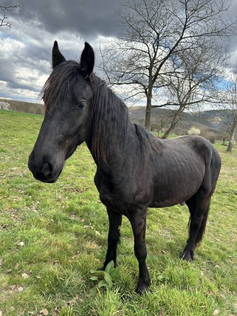 Superbe poulain frison OC 2 ans