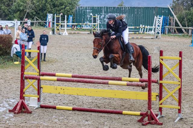 Hongre 7 ans obstacle 