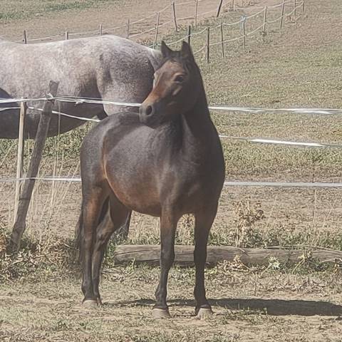 magnifique Darmoor PP