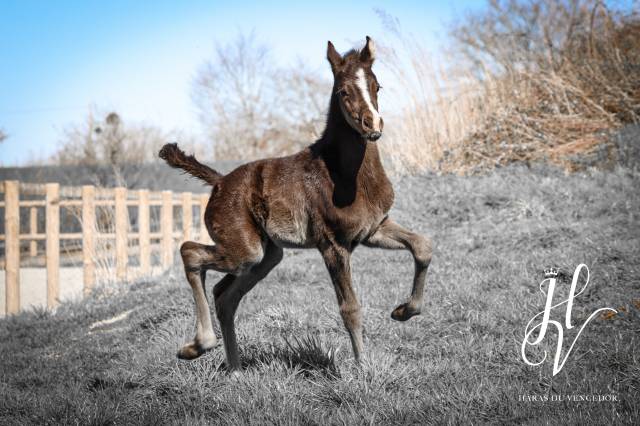 Poulain Kwpn par Quaterhit x Desperados FRH 