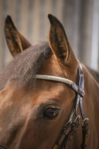 Bridon Harmonie - Pénélope Collection