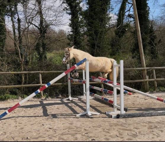 ponette welsh 4 ans