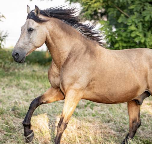 Hongre pure race espagnole 