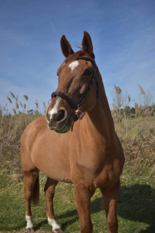 Cheval sf