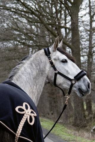 Licol Rosegold Glamour HKM