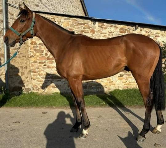 Cheval Pur sang 4 ans extra