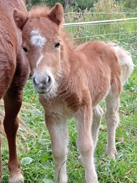 Poulain shetland 