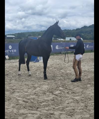 Cheval sf de 6ans