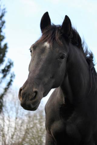Magnifique jument noire