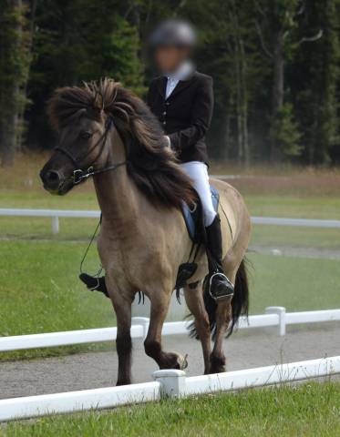 Hongre Islandais 11 ans 