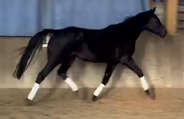 Jument, 4 ans, noir, 1.65 m