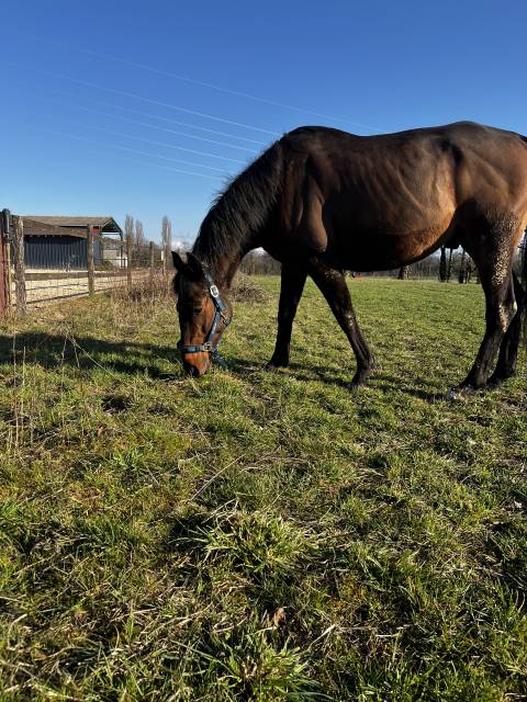 Hongre, pur sang, 10ans, baie 