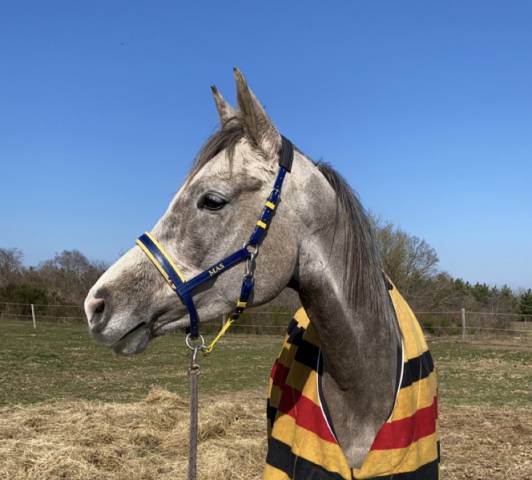 Cheval sport anglo arabe 