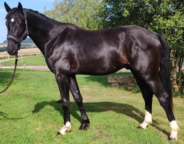 Poulain, 3 ans, noir, toisera entre 1.70m 