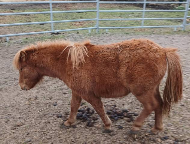 Oxane pouliche shetland