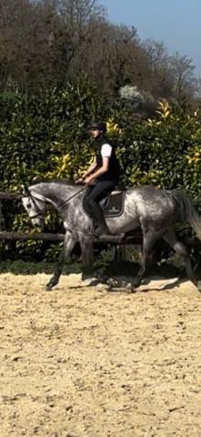 cheval disponible à la vente