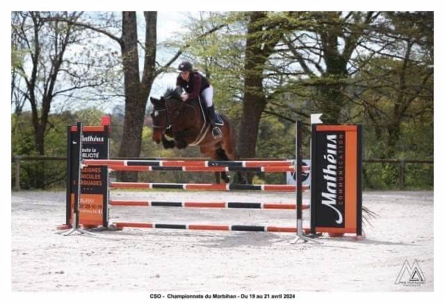 Super cheval d’amateur 