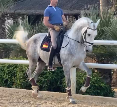 MORISCO: Un cheval d’exception, performances sans limit