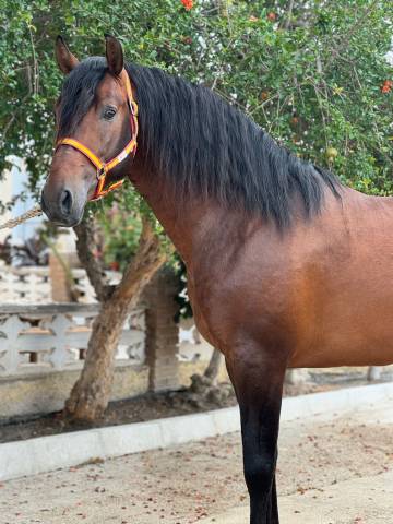 LATAM: Jeune cheval avec potentiel et super caractère