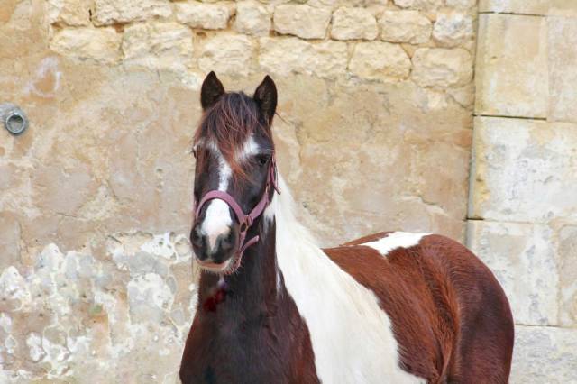 Maya Ponette OC 3 ans