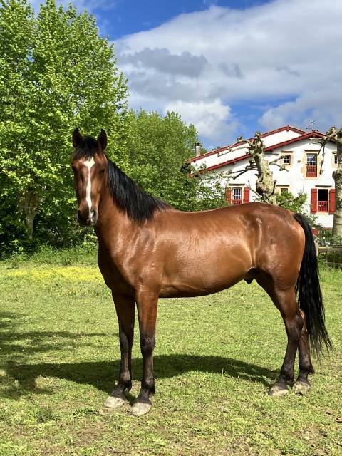 Cheval PRE