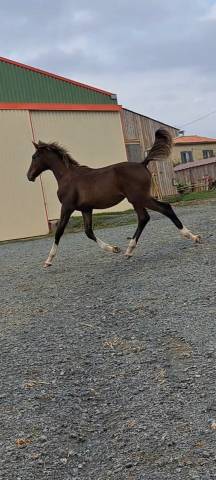 Mâle 1 an par Armani van OverisZ 