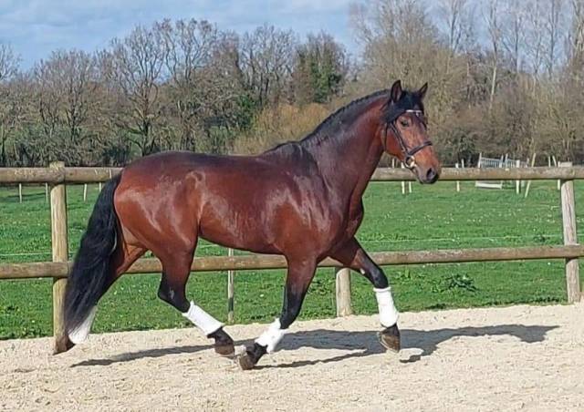 Superbe PRE de 5 ans