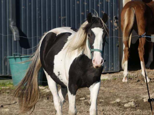 Très beau poney 