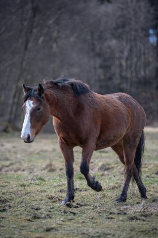 Poney Hors Côtes