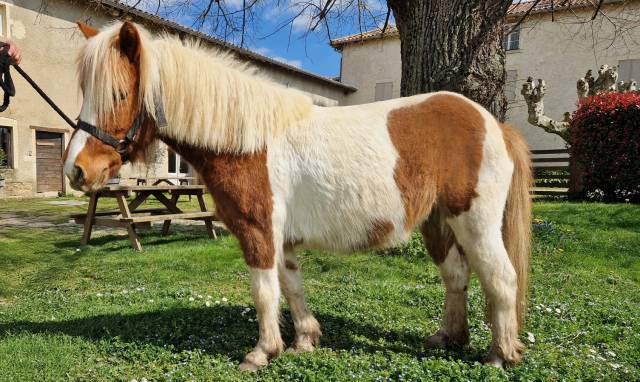 Ponette B 6 ans à vendre
