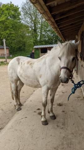 Poney onc 1m35
